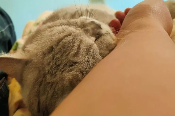 母猫为什么绝育后更加黏人，因为体内的激素出现了变化