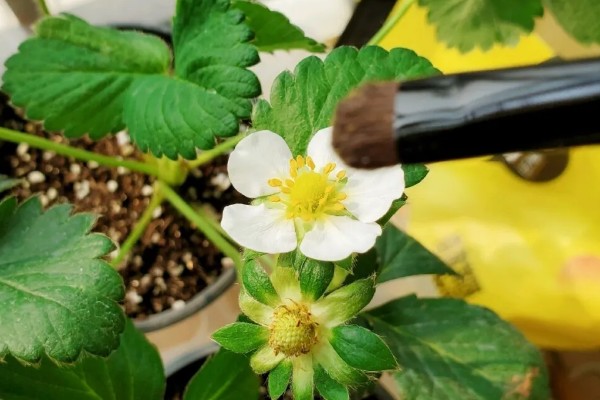草莓二茬花促花方式，一定要进行足够的阳光照射
