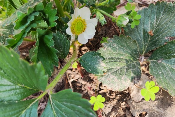 草莓二茬花促花方式，一定要进行足够的阳光照射