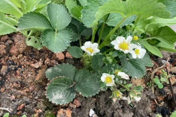草莓二茬花促花方式，一定要进行足够的阳光照射