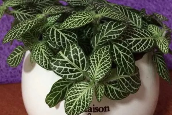 网纹草的养殖方法，生长期要勤浇水