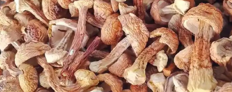松茸的市场价格，干松茸价格在1000元一斤