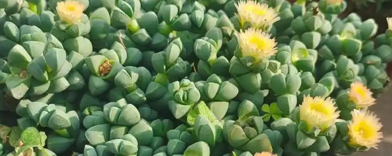 鹿角海棠怎么养殖，选择疏松透气的沙土为佳