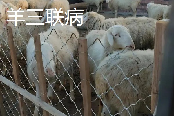 养羊的注意事项，在春秋两季做好防疫工作