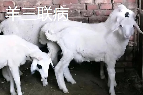 养羊的注意事项，在春秋两季做好防疫工作
