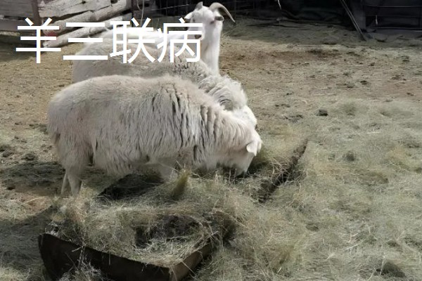 养羊的注意事项，在春秋两季做好防疫工作