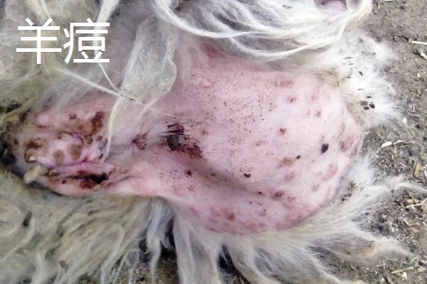 养羊的注意事项，在春秋两季做好防疫工作