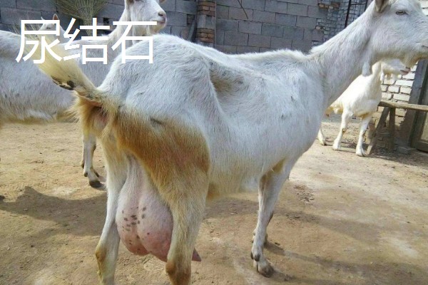 养羊的注意事项，在春秋两季做好防疫工作