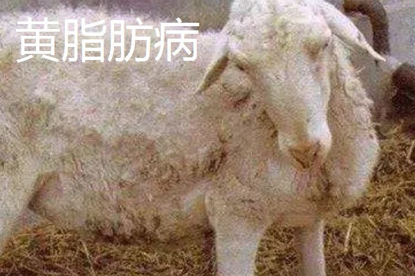 养羊的注意事项，在春秋两季做好防疫工作