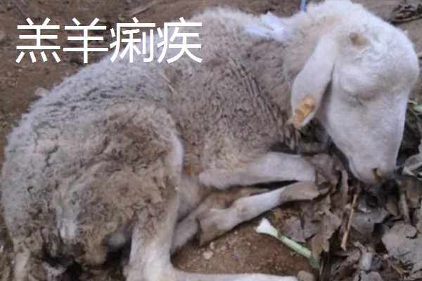 养羊的注意事项，在春秋两季做好防疫工作