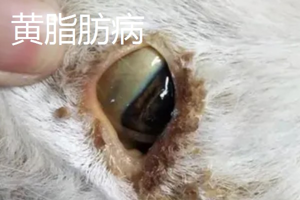 养羊的注意事项，在春秋两季做好防疫工作