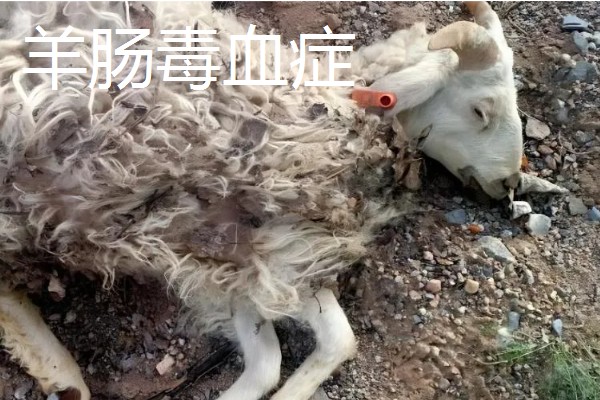 养羊的注意事项，在春秋两季做好防疫工作