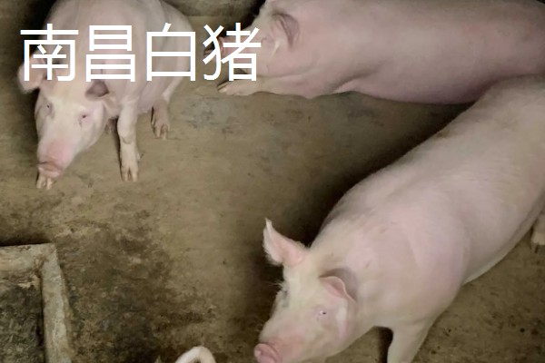 江西地方主要养什么品种的猪，推荐南昌白猪、赣中南花猪等