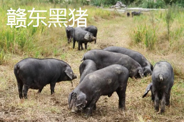 江西地方主要养什么品种的猪，推荐南昌白猪、赣中南花猪等