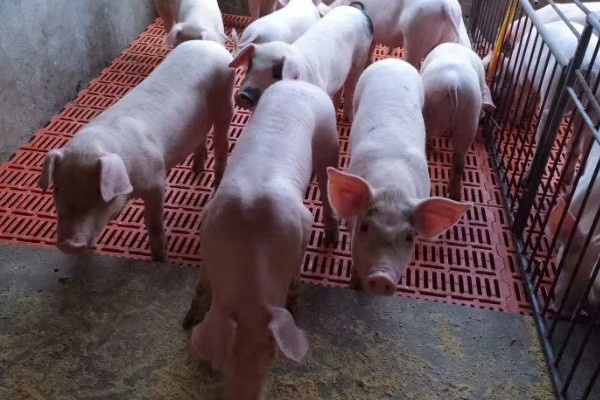 江西地方主要养什么品种的猪，推荐南昌白猪、赣中南花猪等