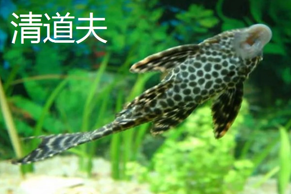 比较容易饲养的清洁鱼有哪些，有清道夫、青苔鼠等