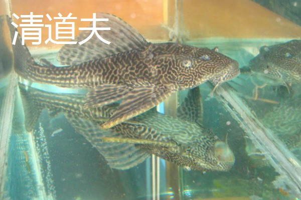 比较容易饲养的清洁鱼有哪些，有清道夫、青苔鼠等