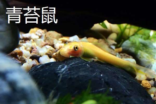 比较容易饲养的清洁鱼有哪些，有清道夫、青苔鼠等