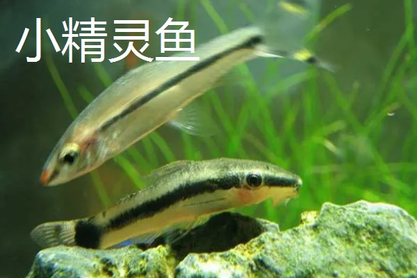 比较容易饲养的清洁鱼有哪些，有清道夫、青苔鼠等