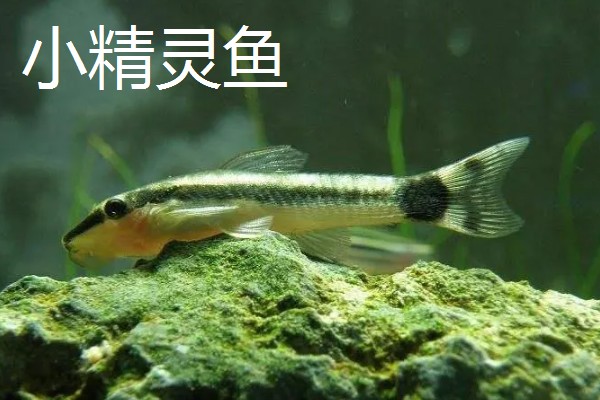 比较容易饲养的清洁鱼有哪些，有清道夫、青苔鼠等