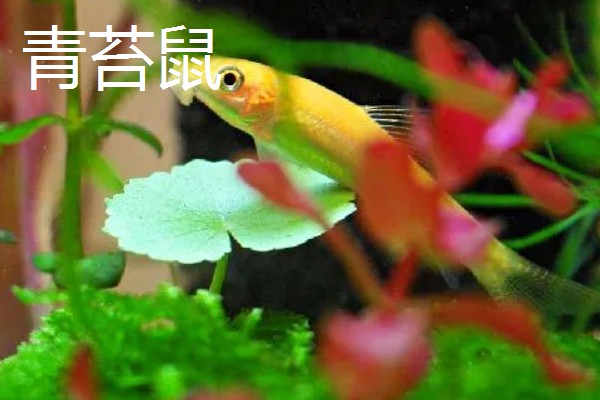 比较容易饲养的清洁鱼有哪些，有清道夫、青苔鼠等