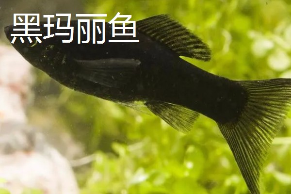 比较容易饲养的清洁鱼有哪些，有清道夫、青苔鼠等