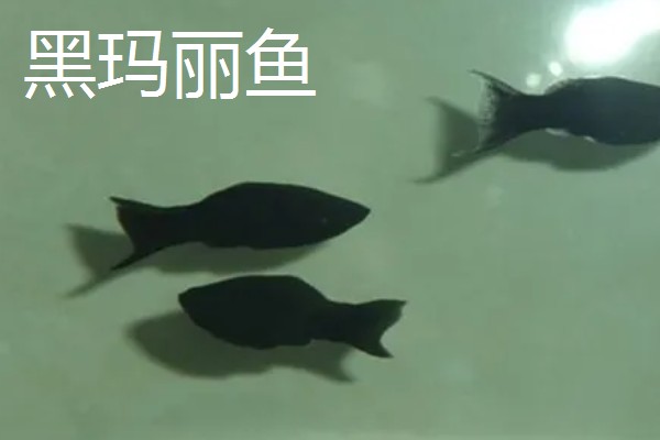 比较容易饲养的清洁鱼有哪些，有清道夫、青苔鼠等