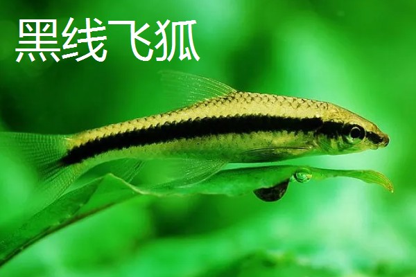 比较容易饲养的清洁鱼有哪些，有清道夫、青苔鼠等