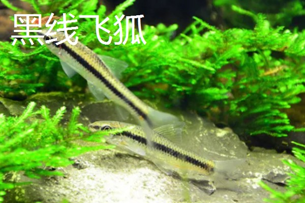 比较容易饲养的清洁鱼有哪些，有清道夫、青苔鼠等