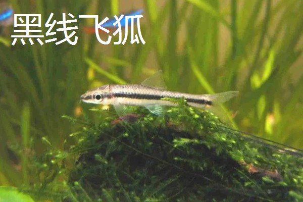 比较容易饲养的清洁鱼有哪些，有清道夫、青苔鼠等