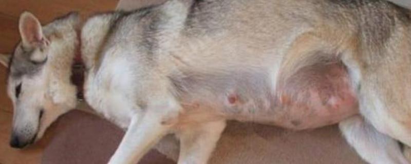 狗狗假孕的症状，会出现乳房增大、乳腺红肿等