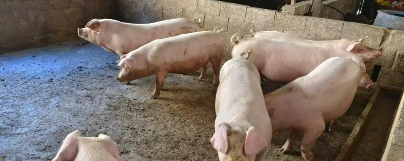 得了非洲猪瘟体温多少度，通常在40-42℃左右