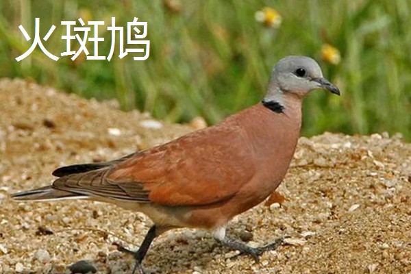 斑鸠有哪些习性，是群居物种