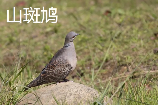斑鸠有哪些习性，是群居物种