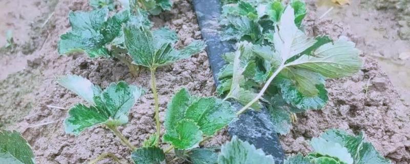 氮肥要兑水施草莓苗吗，需先兑水稀释