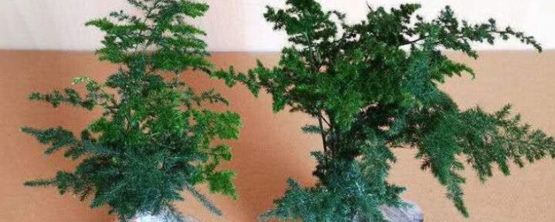 怎么养矮云竹，播种时间在每年开春后气候稳定后