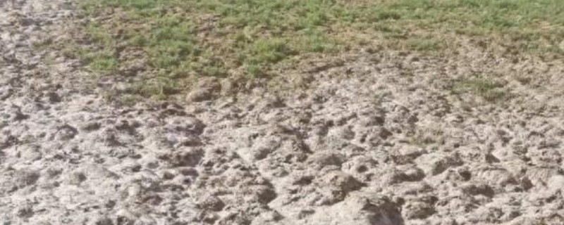 盐碱地是用一铵还是二铵，用磷酸一铵效果更好