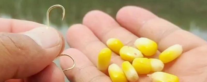 新鲜玉米可以钓什么鱼，可以钓鲤鱼、鲫鱼、翘嘴鱼等