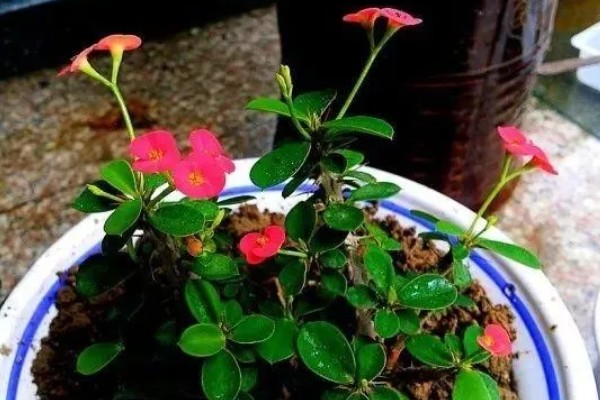 虎刺梅四季施肥方式，夏季选择稀薄饼肥