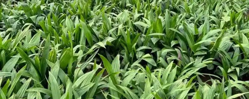 怎么种白芨，通常在3-5月份种植为佳