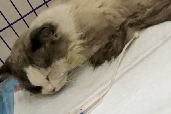 猫咪冬天易感染的疾病，容易感染猫瘟、猫鼻支等
