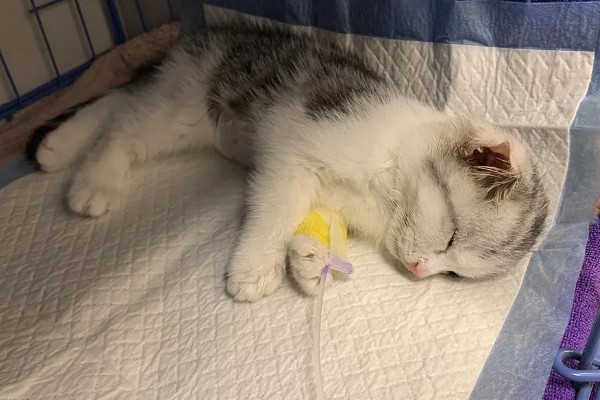 猫咪冬天易感染的疾病，容易感染猫瘟、猫鼻支等