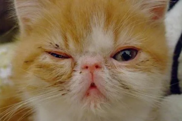 猫咪冬天易感染的疾病，容易感染猫瘟、猫鼻支等