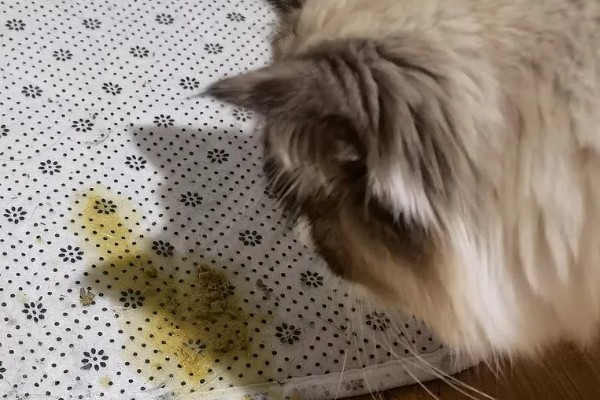 猫咪冬天易感染的疾病，容易感染猫瘟、猫鼻支等