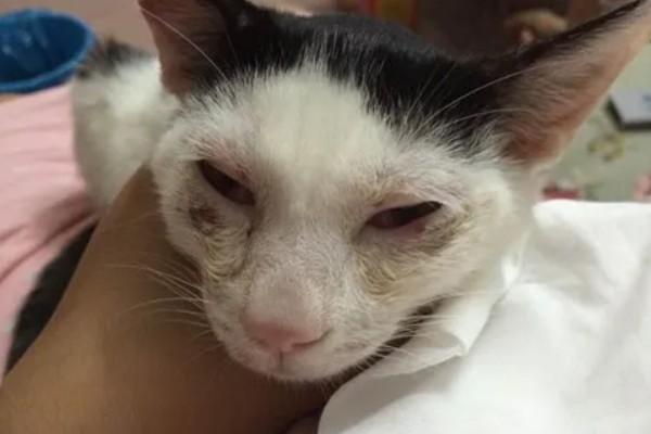 猫咪冬天易感染的疾病，容易感染猫瘟、猫鼻支等