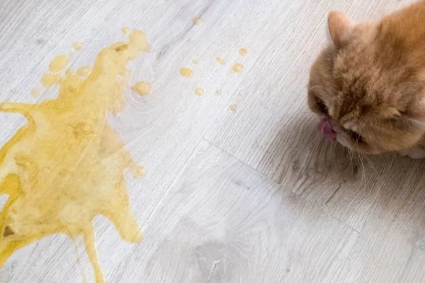 猫咪冬天易感染的疾病，容易感染猫瘟、猫鼻支等