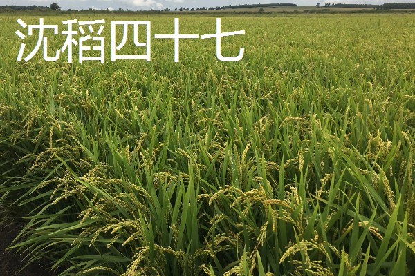 早稻早熟高产水稻有哪些，推荐沈稻四十七、龙粳二十八等