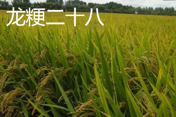 早稻早熟高产水稻有哪些，推荐沈稻四十七、龙粳二十八等