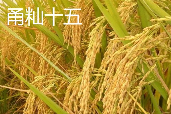 早稻早熟高产水稻有哪些，推荐沈稻四十七、龙粳二十八等