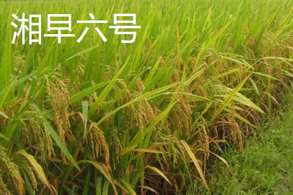 早稻早熟高产水稻有哪些，推荐沈稻四十七、龙粳二十八等